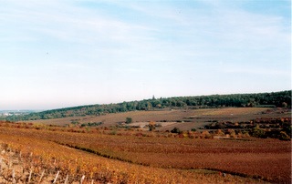 Vignes ciel 2.jpg